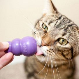 KITTY KONG®