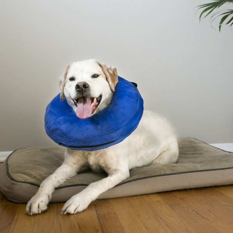 KONG® E-COLLAR CLOUD - Collar Isabelino
