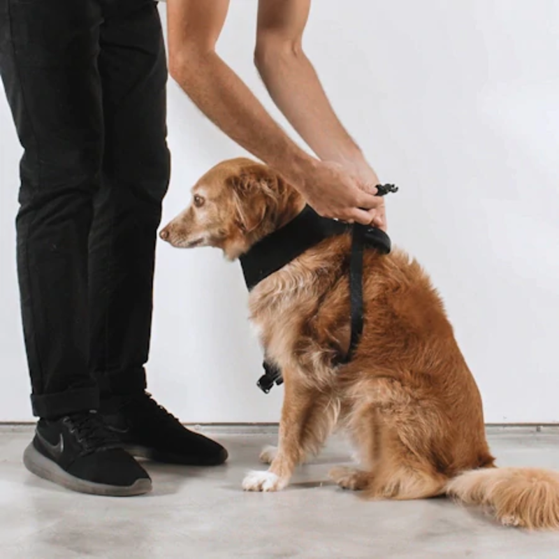 Zeedog Atlanta Adjustable Air Mesh Harness