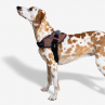 Zeedog Vortex FlyHarness