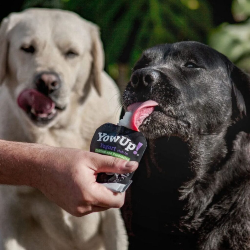 Yowup! Yogurt NATURAL DOG 115g