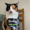 Yowup! Yogurt NATURAL CAT 85g