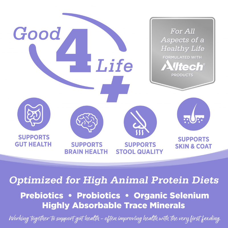 Nutrisource CAT & KITTEN CHICKEN & SALMON CAT FOOD