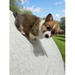 Corgie Hembra - Pedigree tipo A