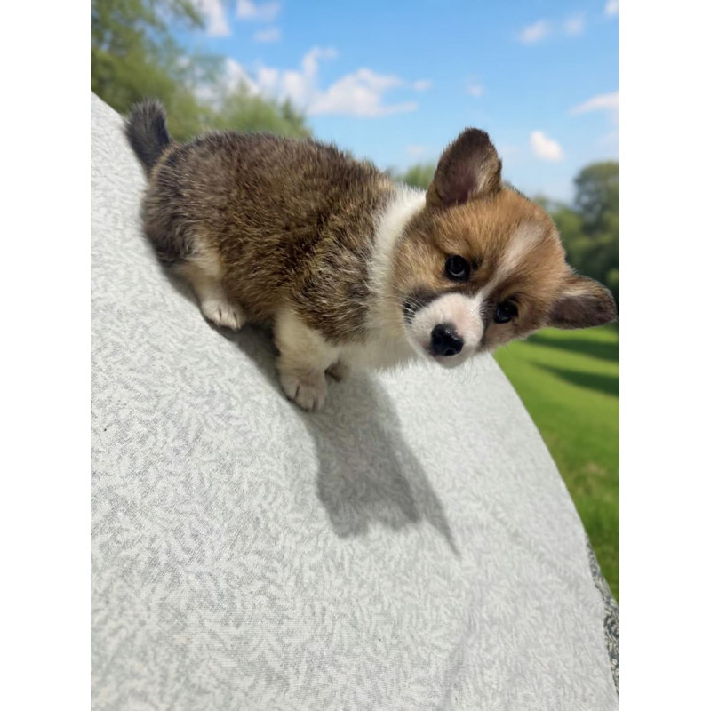 Corgie Hembra - Pedigree tipo A