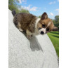 Corgie Hembra - Pedigree tipo A