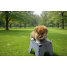 Corgi Adulto - Pedigree tipo A