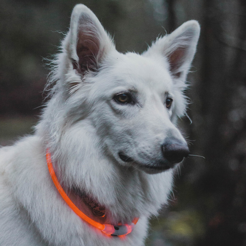 Collar Luminoso Neck RIng