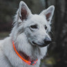Collar Luminoso Neck RIng