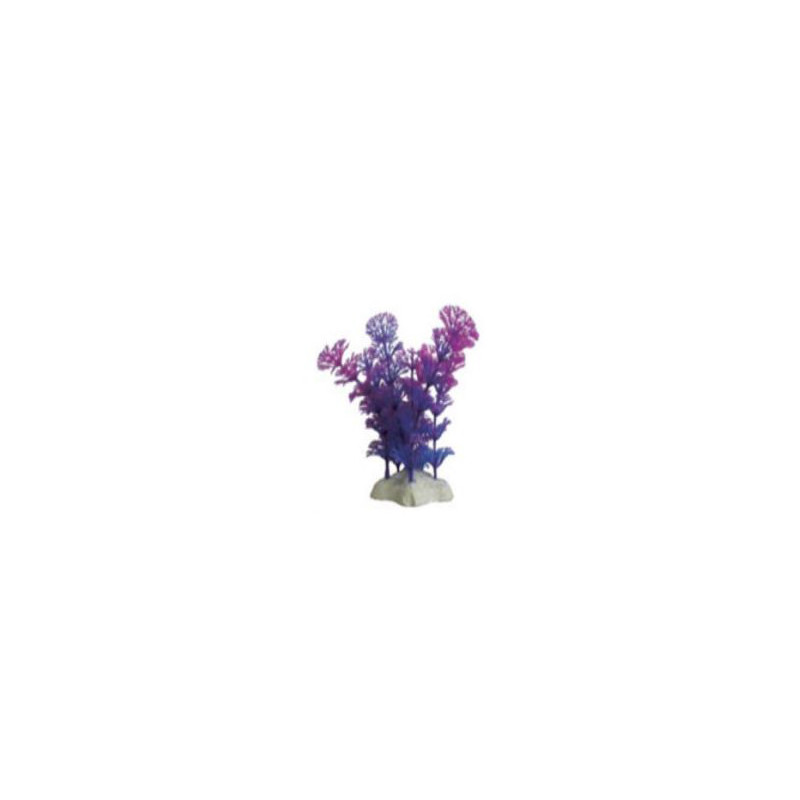 PLANTAS PARA PECERAS