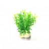 PLANTAS PARA PECERAS