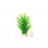 PLANTAS PARA PECERAS